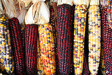 corn varieties